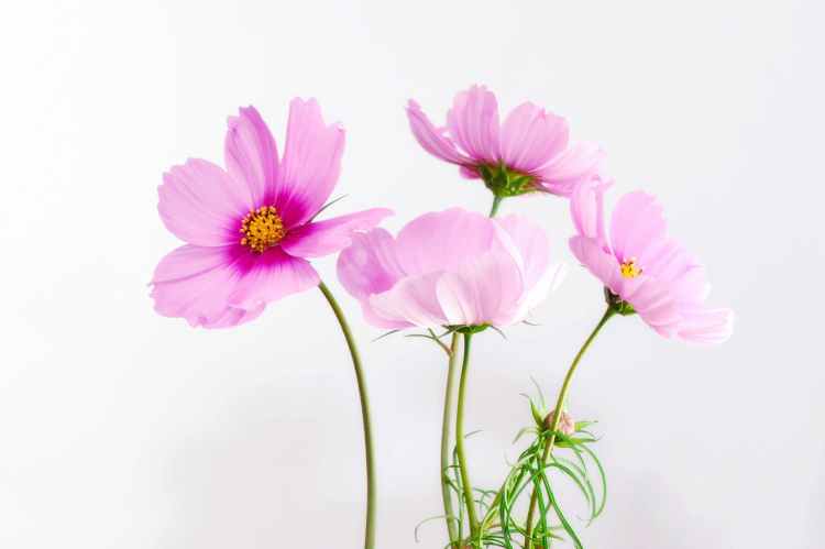 nature summer plant spring