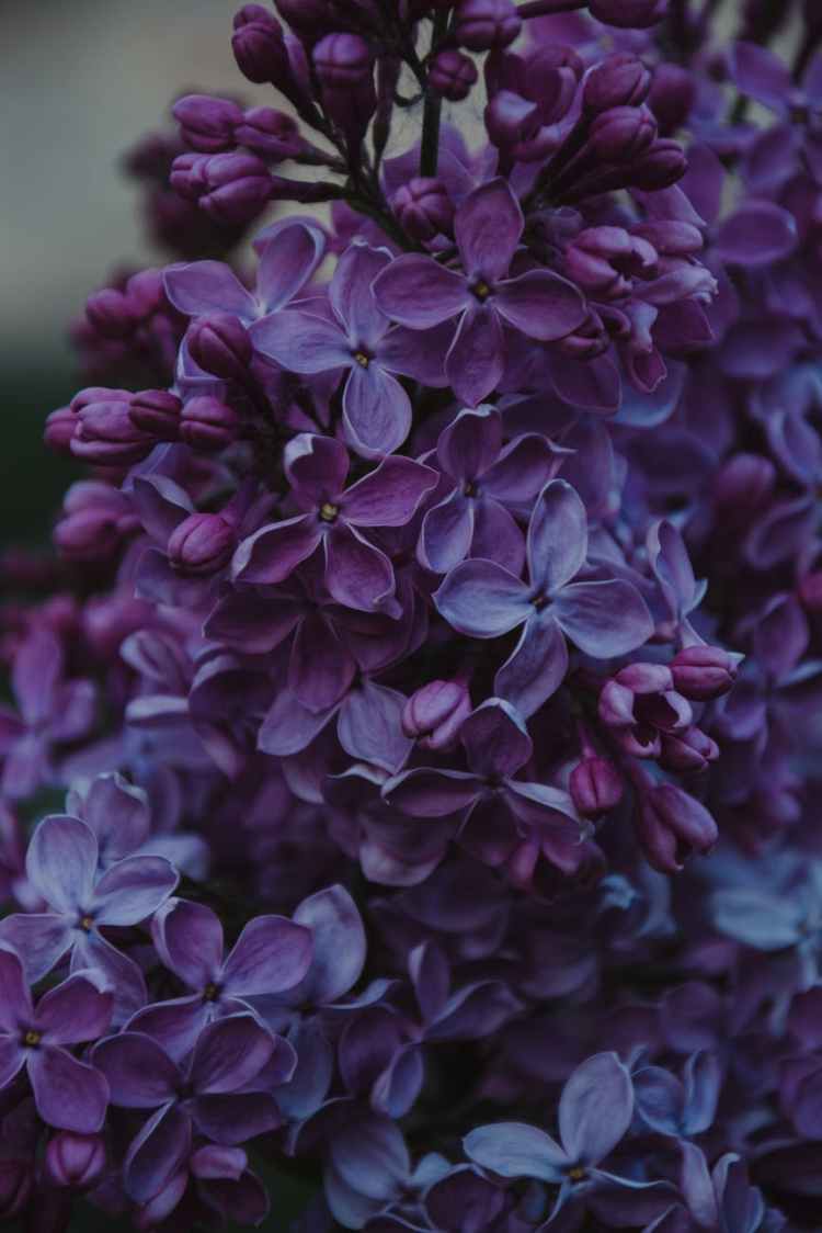 close up photo of purple lilac flowers