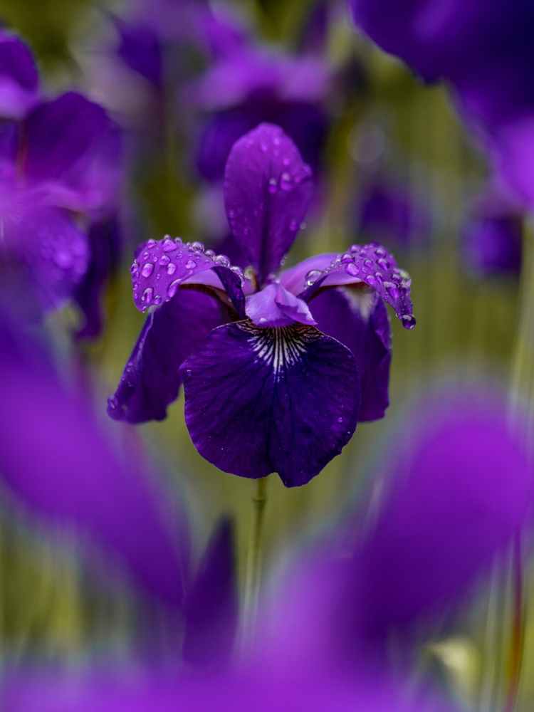selective focus photography purple petaled flower on field