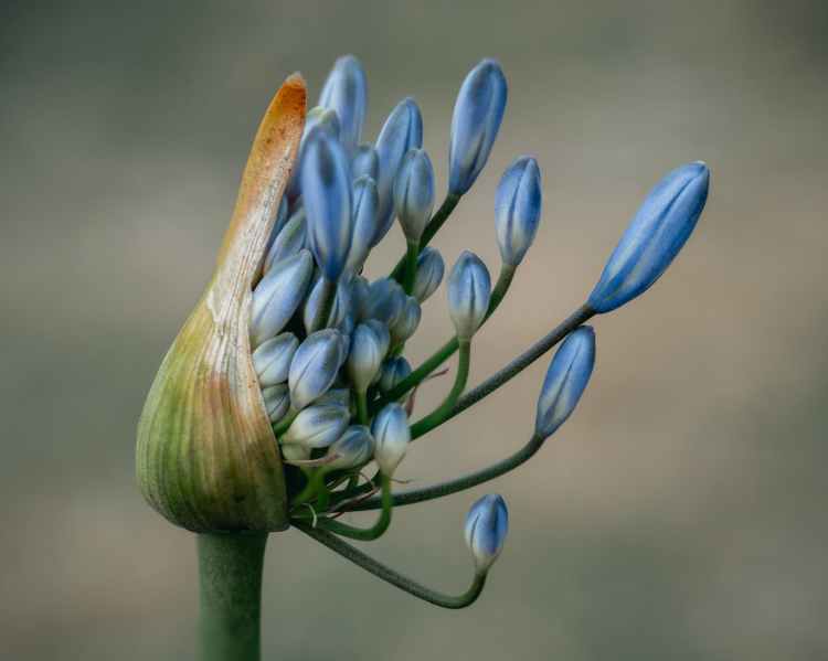 close up photo of blue flower