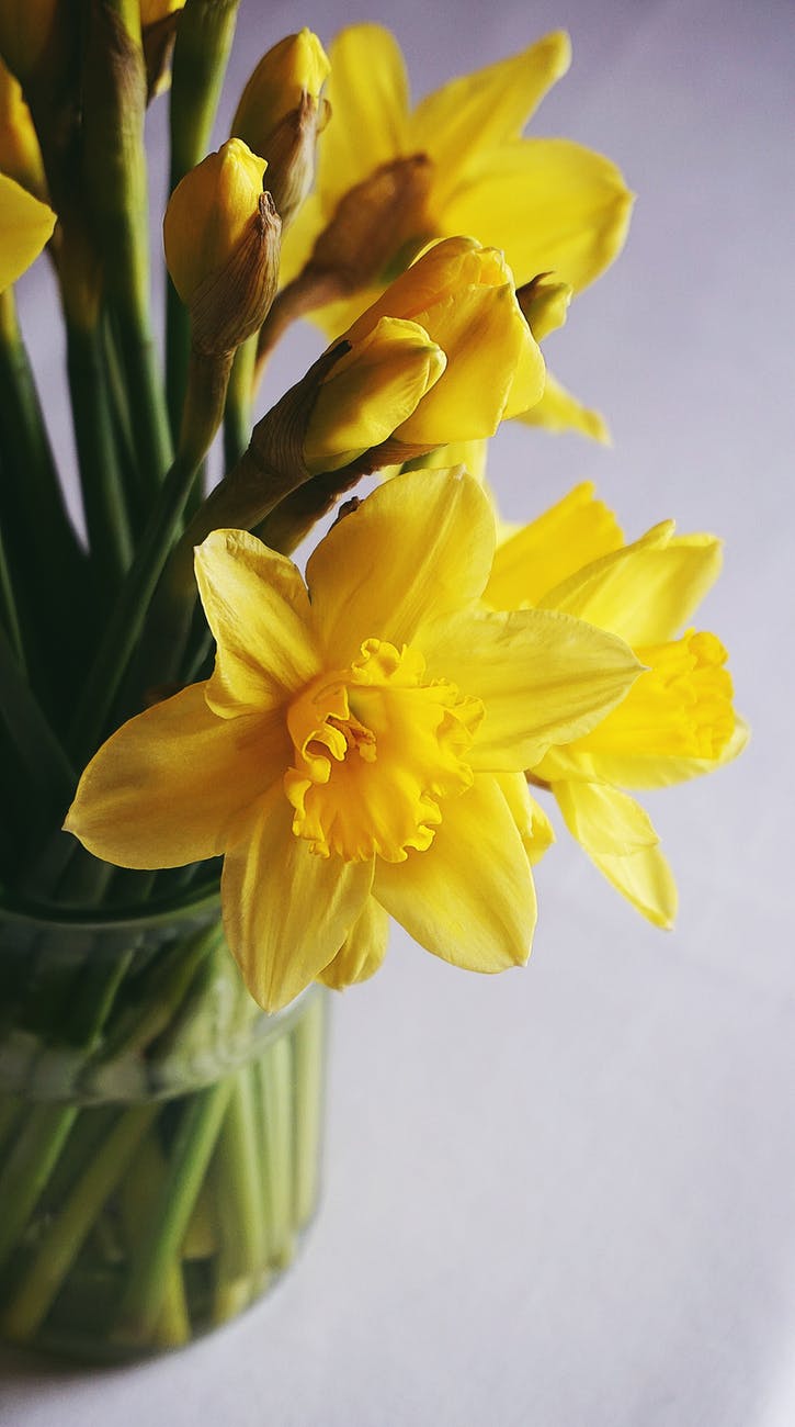 yellow daffodils in clear glass vase