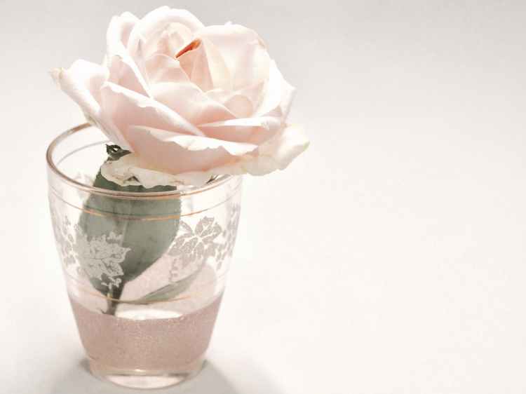 white rose flower in clear drinking glass